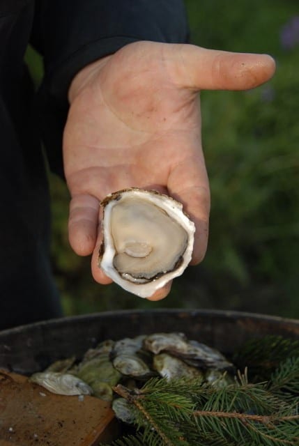 The perfect oyster