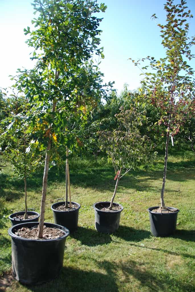 Good Earth Winery: native Carolinean trees for landscaping.