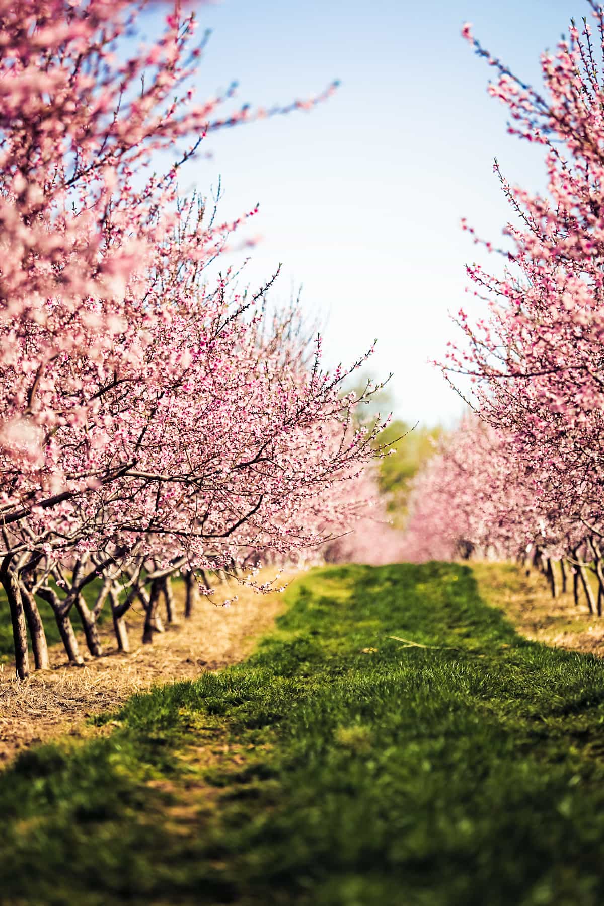 blossoms