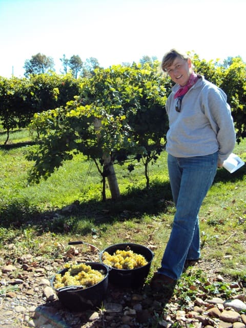 Fresh picked for Riesling Jelly!