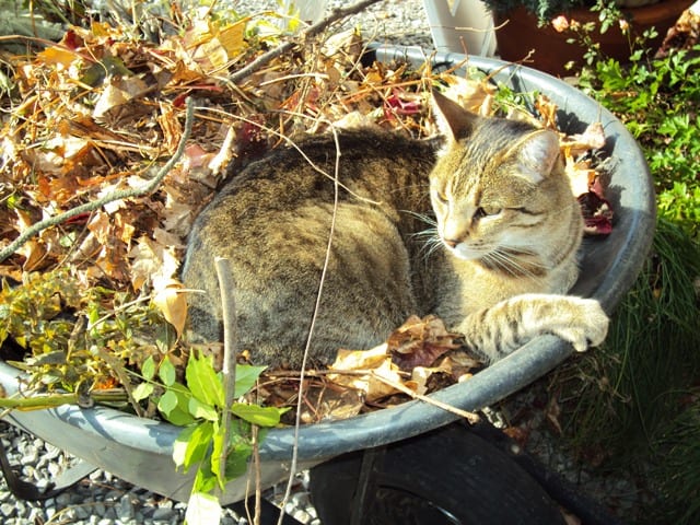 Basil gardening...