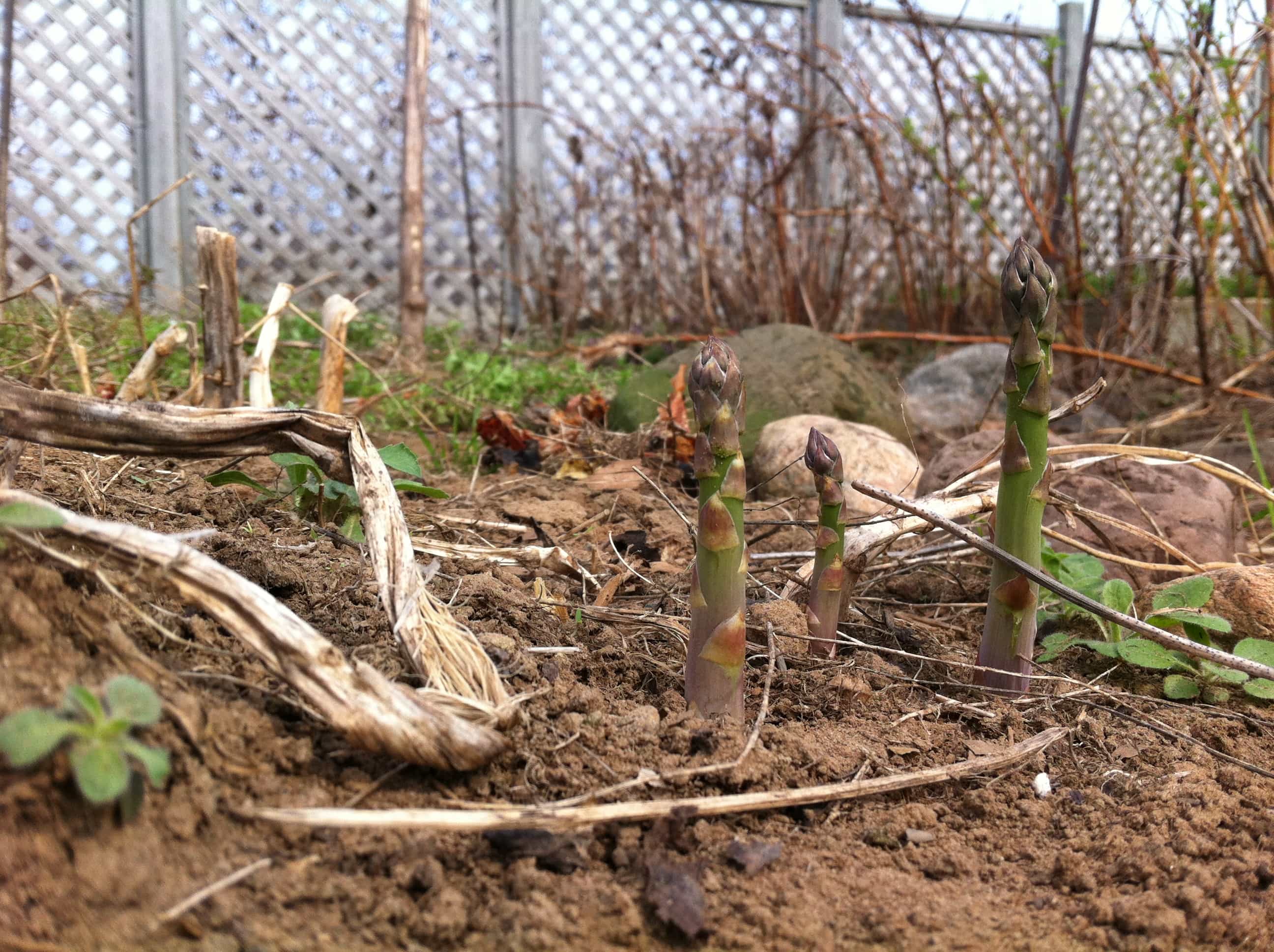 asparagus in March?