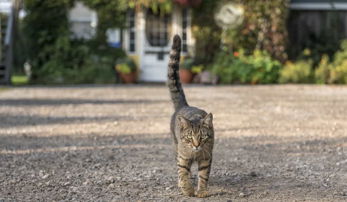 Good Earth cat Leo on the prowl